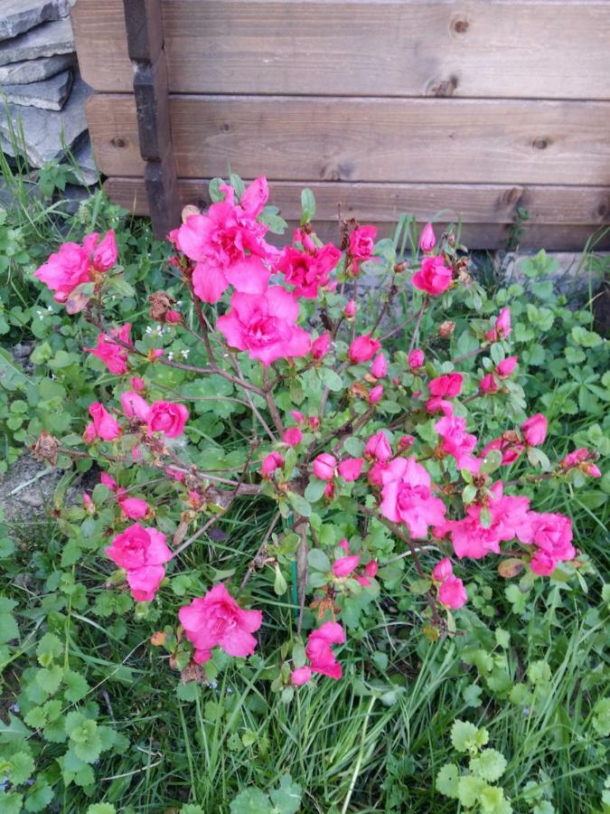 R&B Albero Cavo Parma Bed and Breakfast Exteriör bild